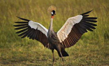 BirdPark Malta, attraction Malta - MaltaPass