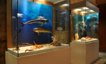 Nature Museum, Gozo, attraction Malta - MaltaPass